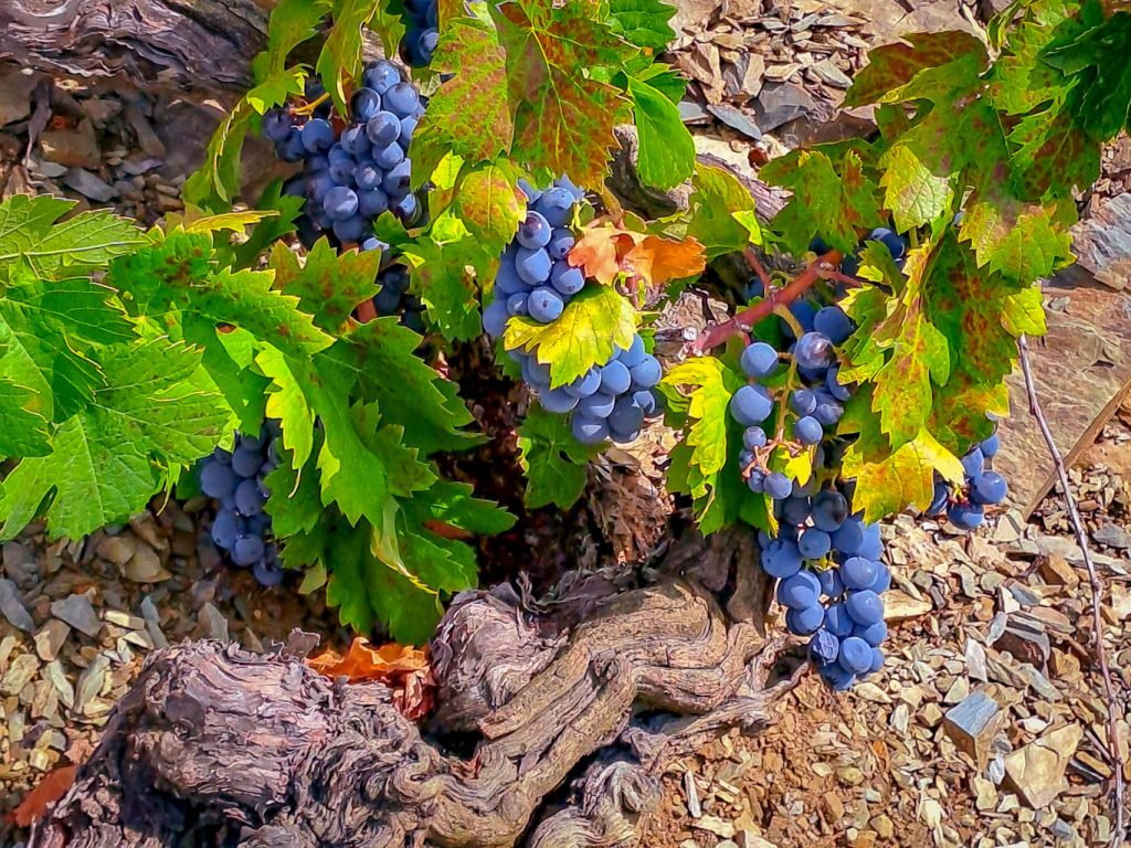 Экскурсии из Барселоны - винный туризм